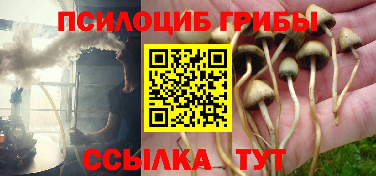 Галлюциногенные грибы Psilocybe Отрадное